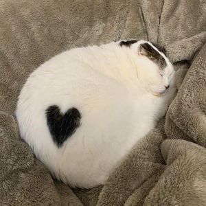 Meet your Posher, Angel